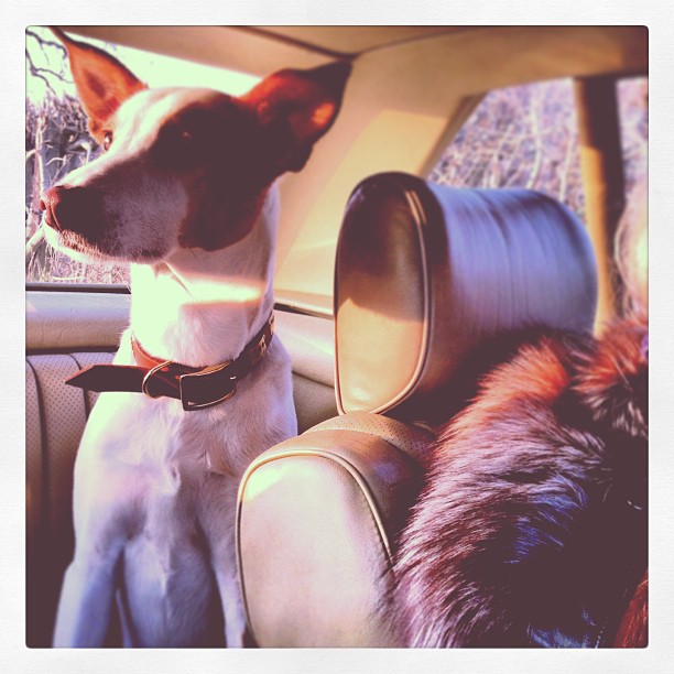 My Mama’s dog Charlie…. An orphan from Spain! We love him :)