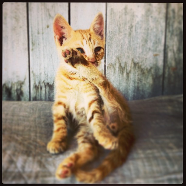 Yoga anyone? Even the cats are Zen in Ibiza!