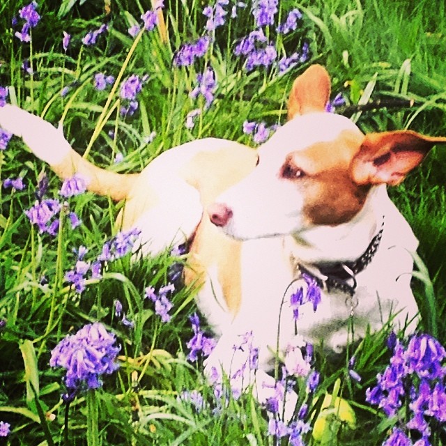 Charlie, my Mama’s dog.. #podenco