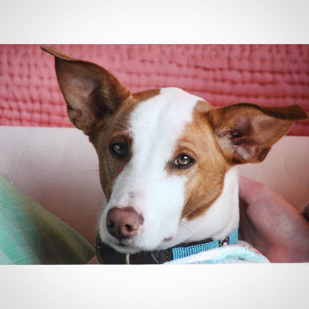 This wee guy came into my Mama’s/our family’s life 13yrs ago, an abandoned Podenco Ibicenco (Ibizan Hound) puppy about 6 wee